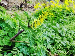 Corydalis heterocarpa