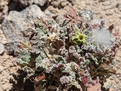 Glyptopleura marginata