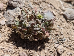 Glyptopleura marginata