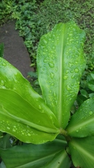 Costus pictus