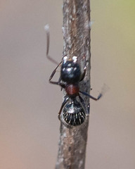 Camponotus anthrax