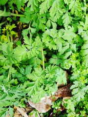Corydalis heterocarpa