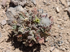 Glyptopleura marginata