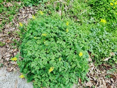 Corydalis heterocarpa