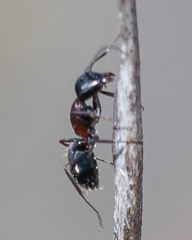 Camponotus anthrax