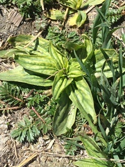 Plantago depressa