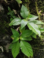 Hemiboea subcapitata