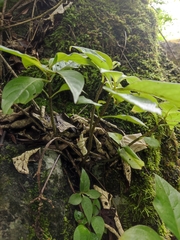 Hemiboea subcapitata