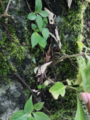 Hemiboea subcapitata