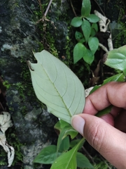 Hemiboea subcapitata