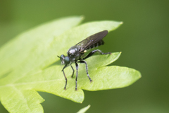 Laphria canis