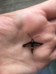 Synanthedon exitiosa