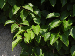 Actinidia arguta