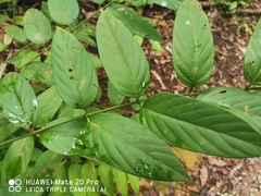 Uncaria lanosa