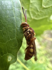 Nomada luteola
