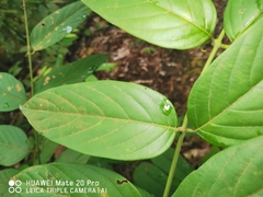 Uncaria lanosa