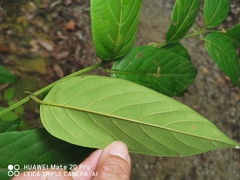 Uncaria lanosa