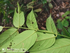 Uncaria lanosa