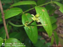 Uncaria lanosa