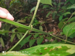 Uncaria lanosa