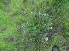 Astragalus bisulcatus