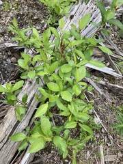 Lonicera involucrata involucrata