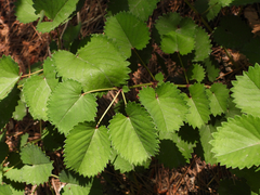 Sanguisorba applanata