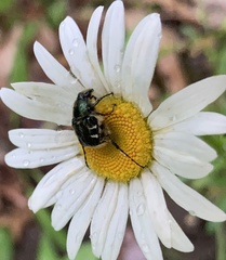 Trichiotinus piger