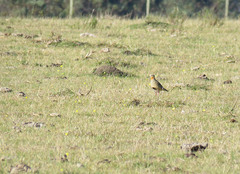 Oreopholus ruficollis