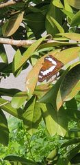 Moduza procris milonia