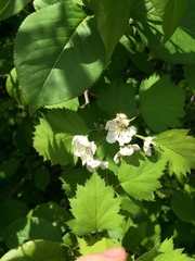 Crataegus fluviatilis
