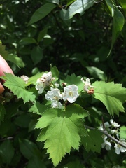 Crataegus fluviatilis