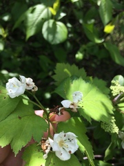 Crataegus fluviatilis