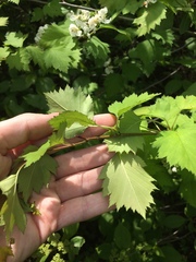 Crataegus fluviatilis