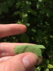 Crataegus fluviatilis