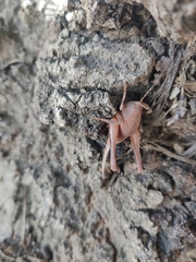 Aglaothorax
