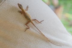 Anolis marmoratus