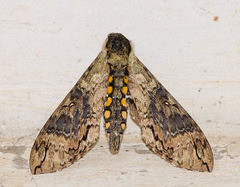 Manduca brasiliensis