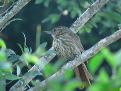 Syndactyla rufosuperciliata