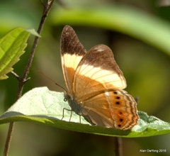 Cirrochroa orissa