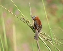 Sporophila cinnamomea