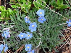 Eritrichium howardii