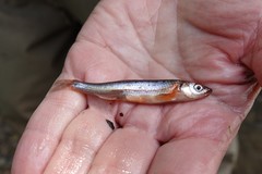 Notropis percobromus