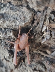 Aglaothorax