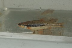 Notropis nubilus