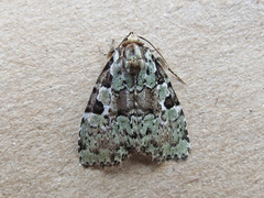 Leuconycta lepidula