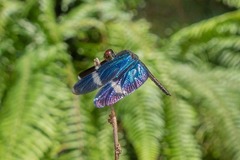 Zenithoptera fasciata