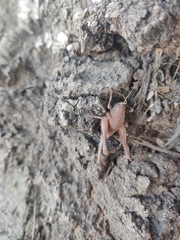 Aglaothorax