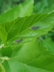 Graphocephala coccinea