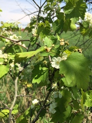 Crataegus fluviatilis